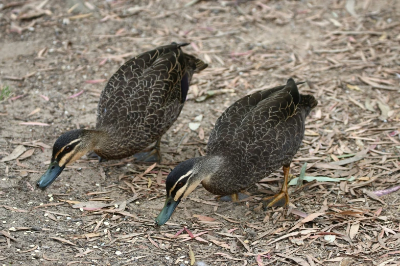 two small birds on the ground with sticks