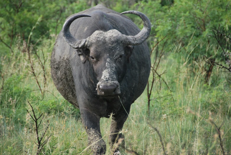 a large, gray bull in a field of grass
