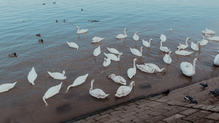 a number of swans on the water with many ducks near by