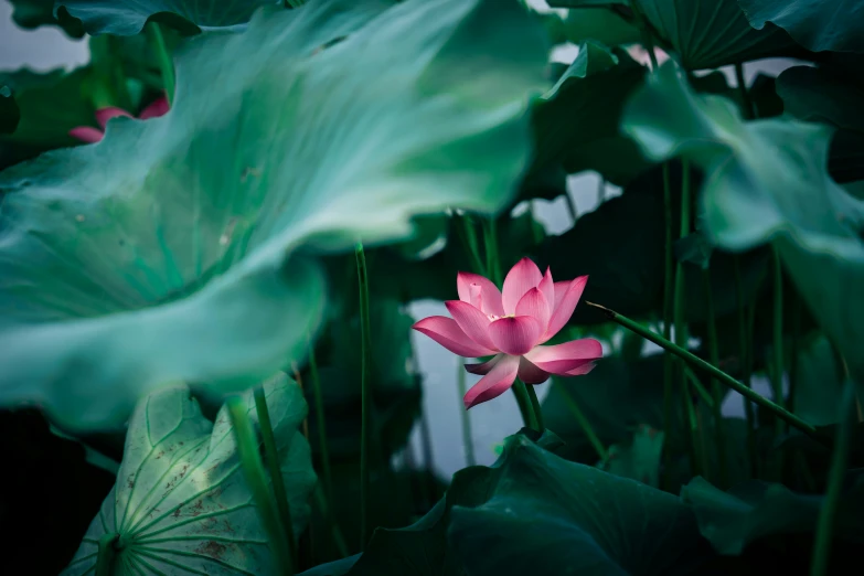 a pink flower is in front of large leaves