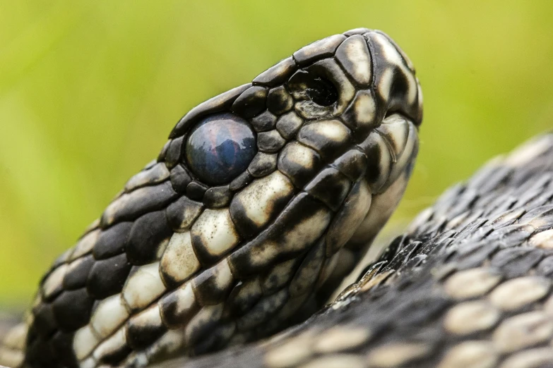 a close up of the eye of a snake