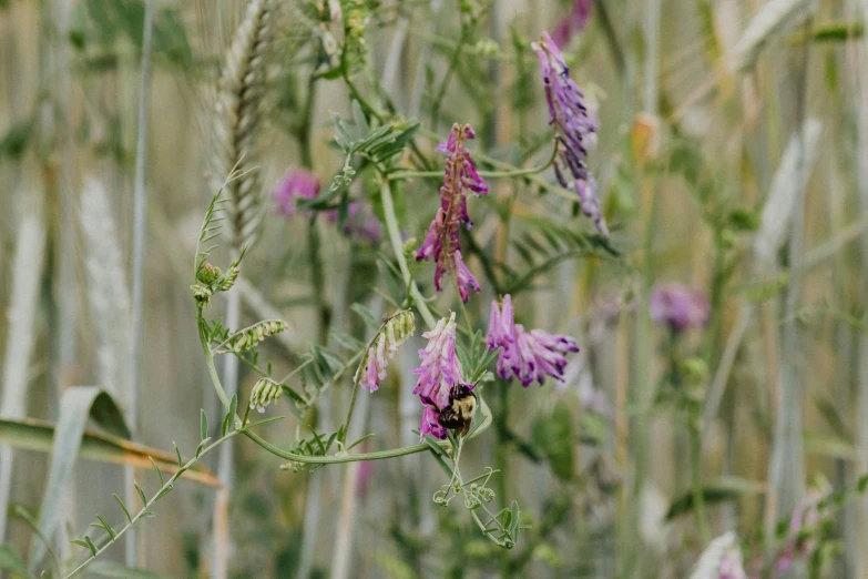 a bush with purple flowers and green stems