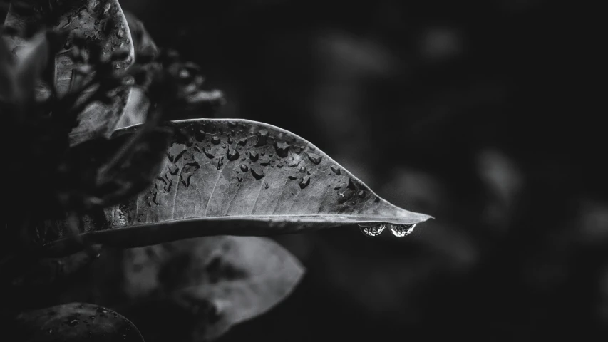 an upside down leaf on black background