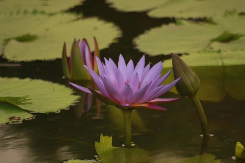 the flower of a water lily is purple