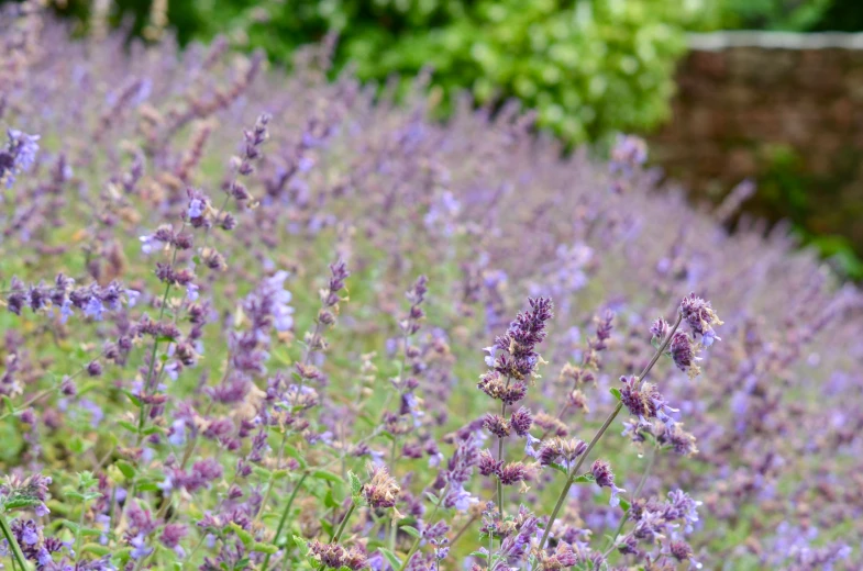 purple flowery plant with several large stems in it