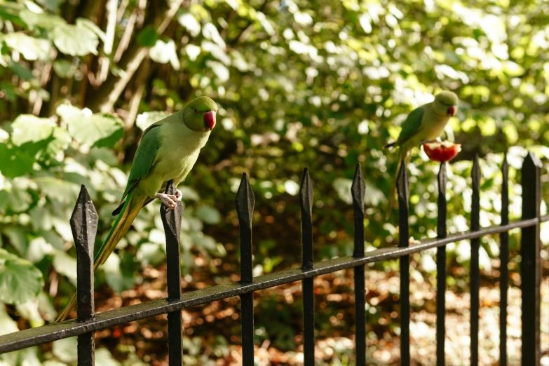 three parrots sit on a railing outside