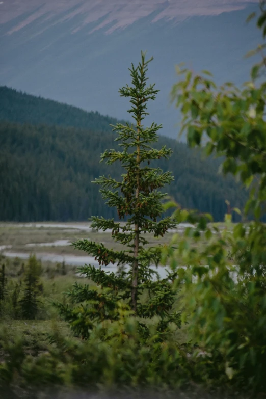 a tall pine tree in the middle of a valley