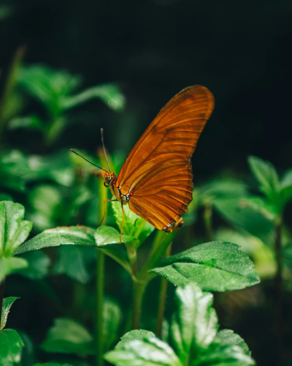 a erfly that is perched on a green plant