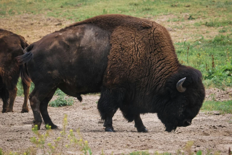 a bison is standing in the dirt outside