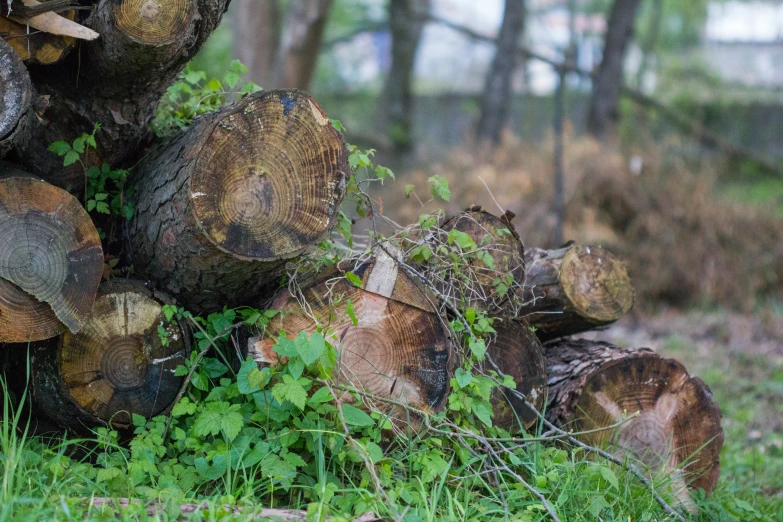 a bunch of trees that are sitting in the grass