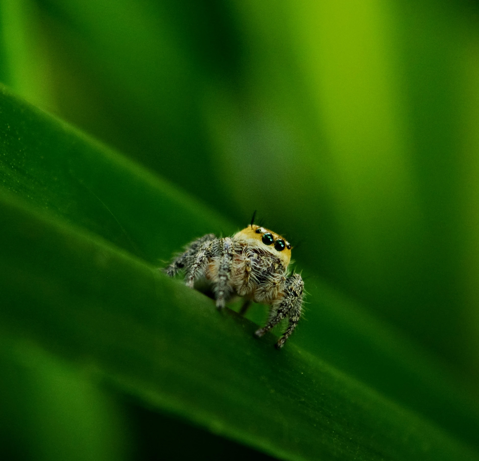 a yellow and black spider sits on a green blade