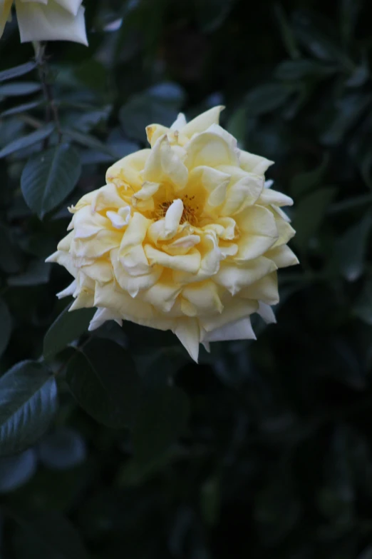 a yellow rose that is in the middle of some leaves