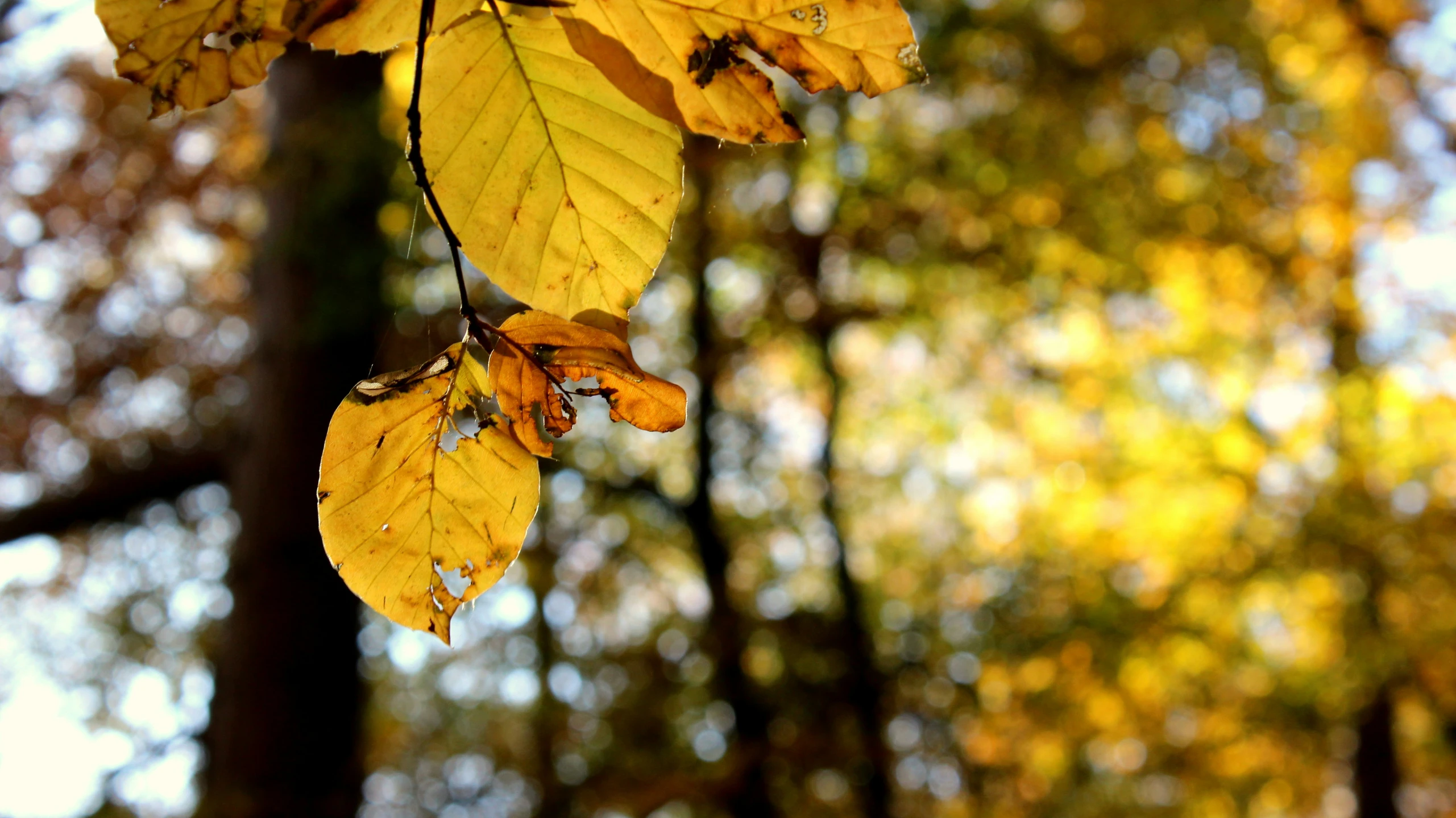 some yellow leaves hanging from a tree nch