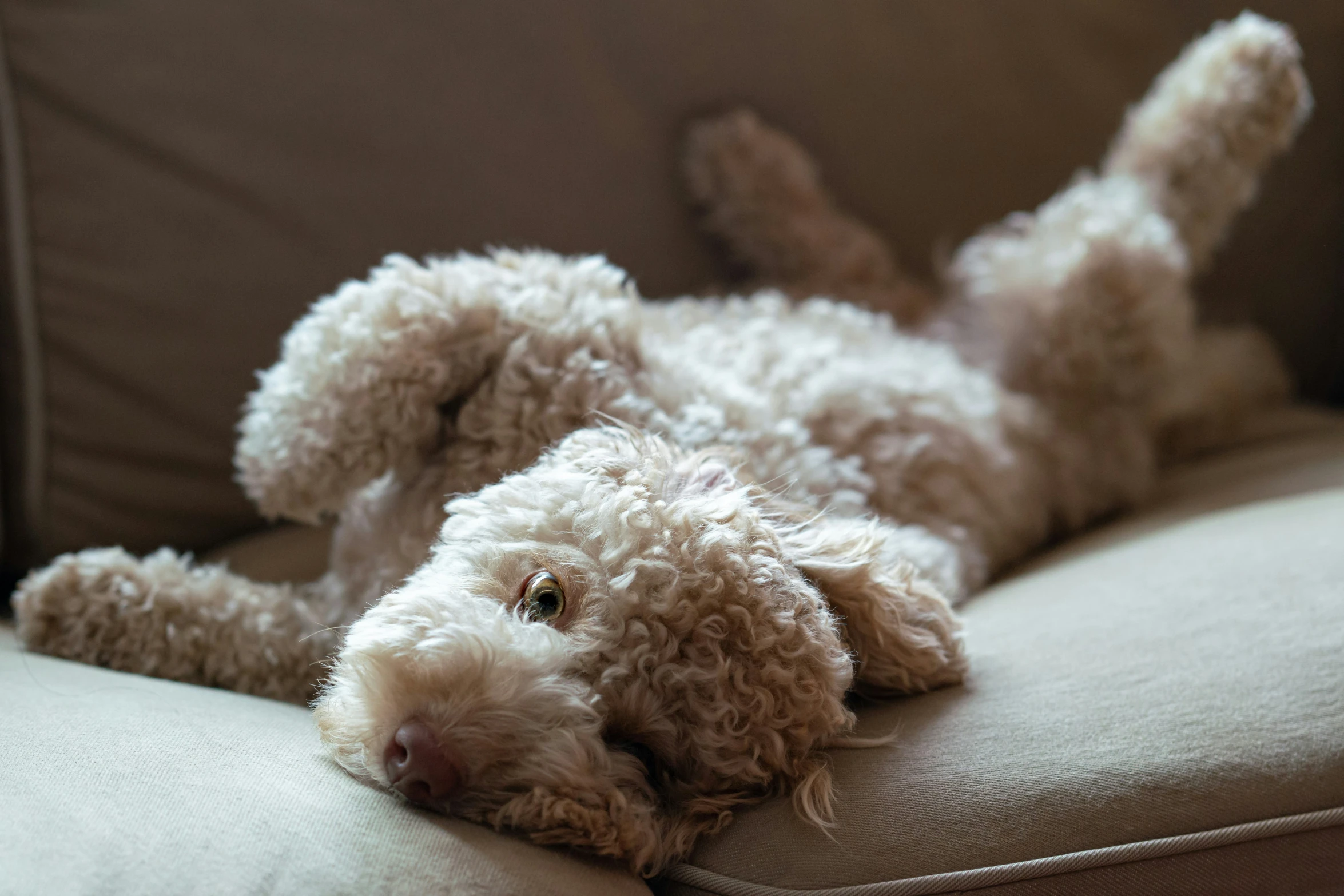 a dog laying on its back on a couch