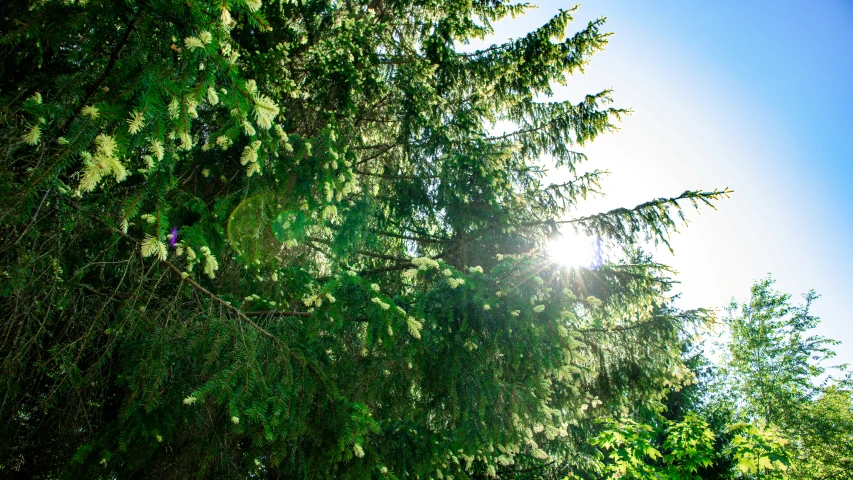 the sun shining through green trees in the wilderness