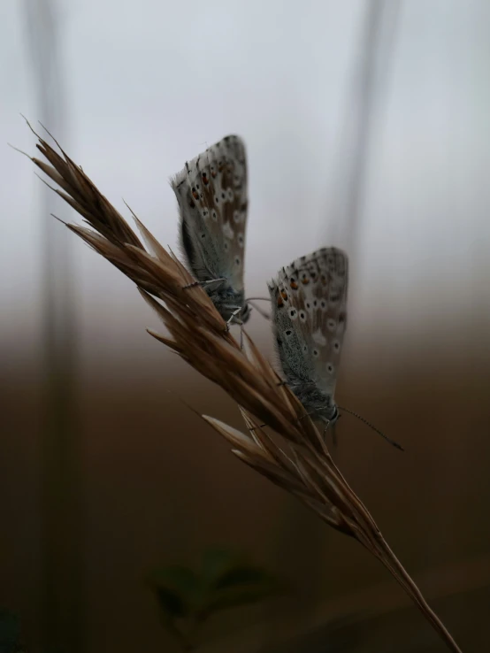 a brown and white erfly on top of grass