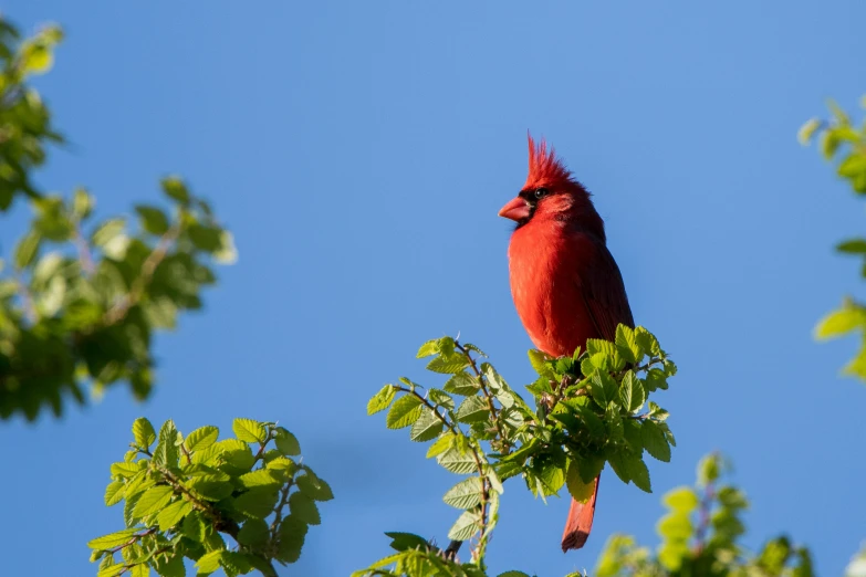 a cardinal bird sitting in the nches of a tree