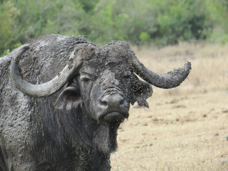 a buffalo is standing on the grass covered with mud