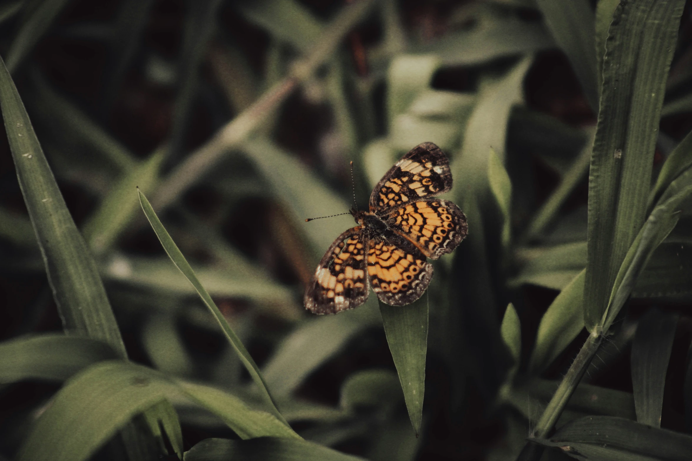 two erflies in the grass one has its wings open