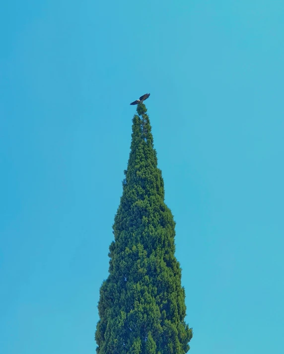 a bird is flying near a tall, pine tree