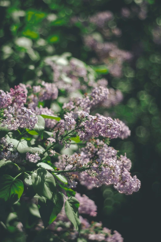 purple lilacs in a garden full of green leaves