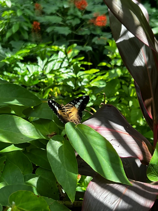 a erfly is sitting on the leaves of a plant