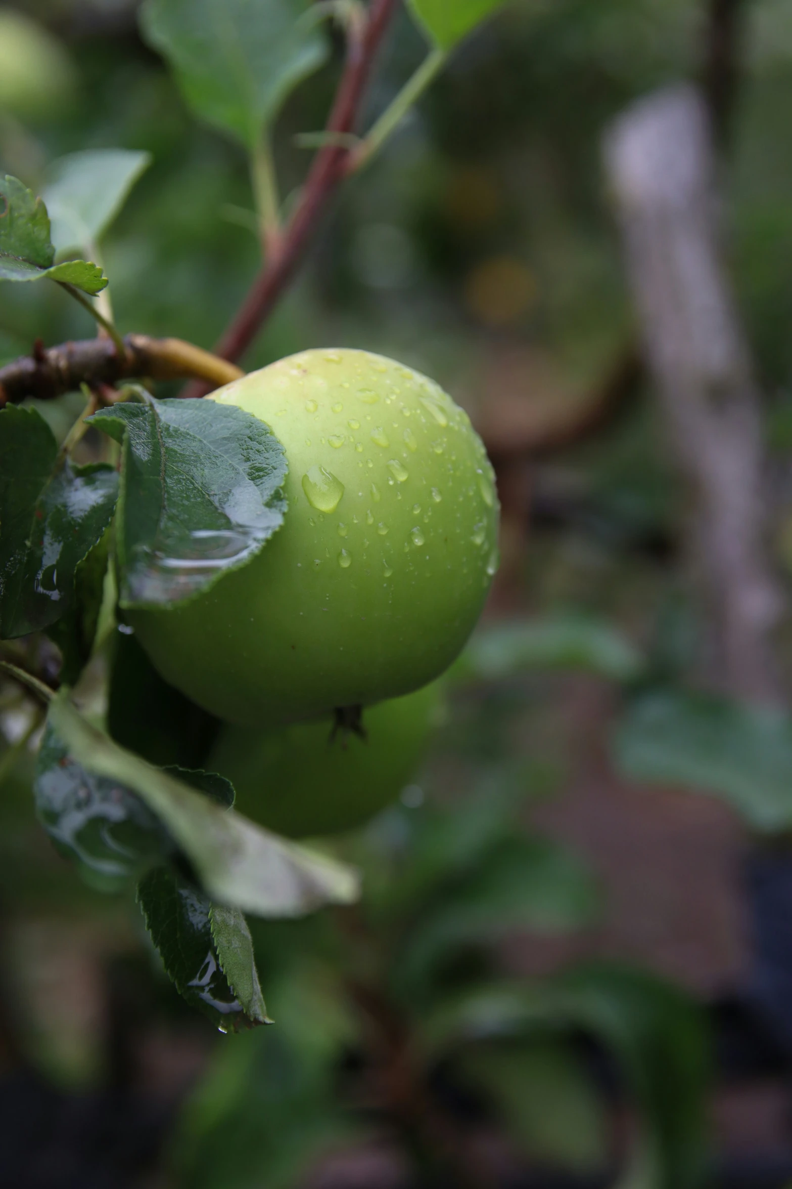 an apple is growing on a tree with water droplets on it