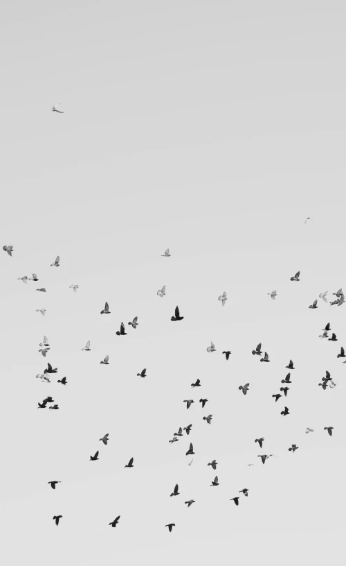 a flock of birds flying over a large field