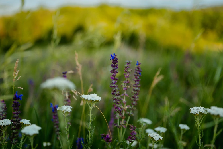 flowers in a field that are blooming on a sunny day