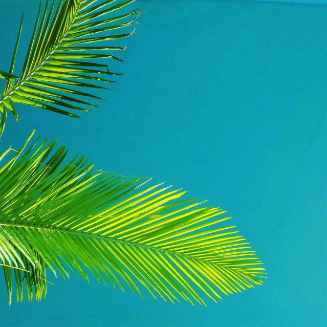 a palm tree in front of the blue sky