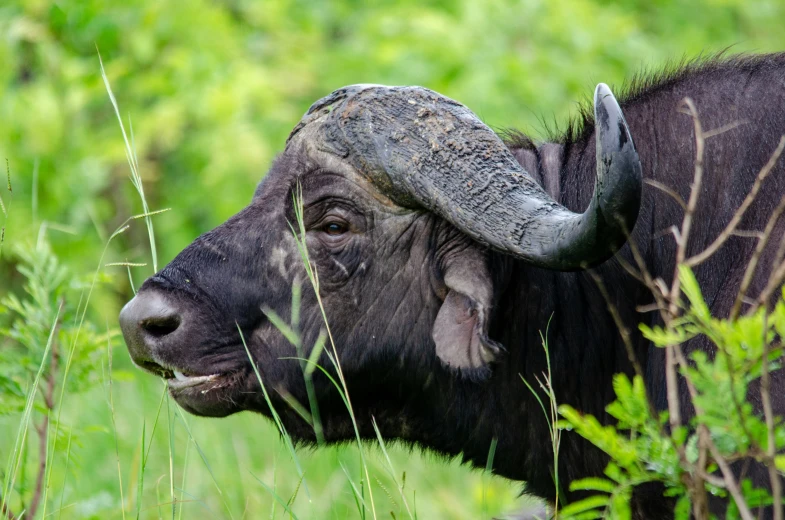 a buffalo with large horns standing in tall grass