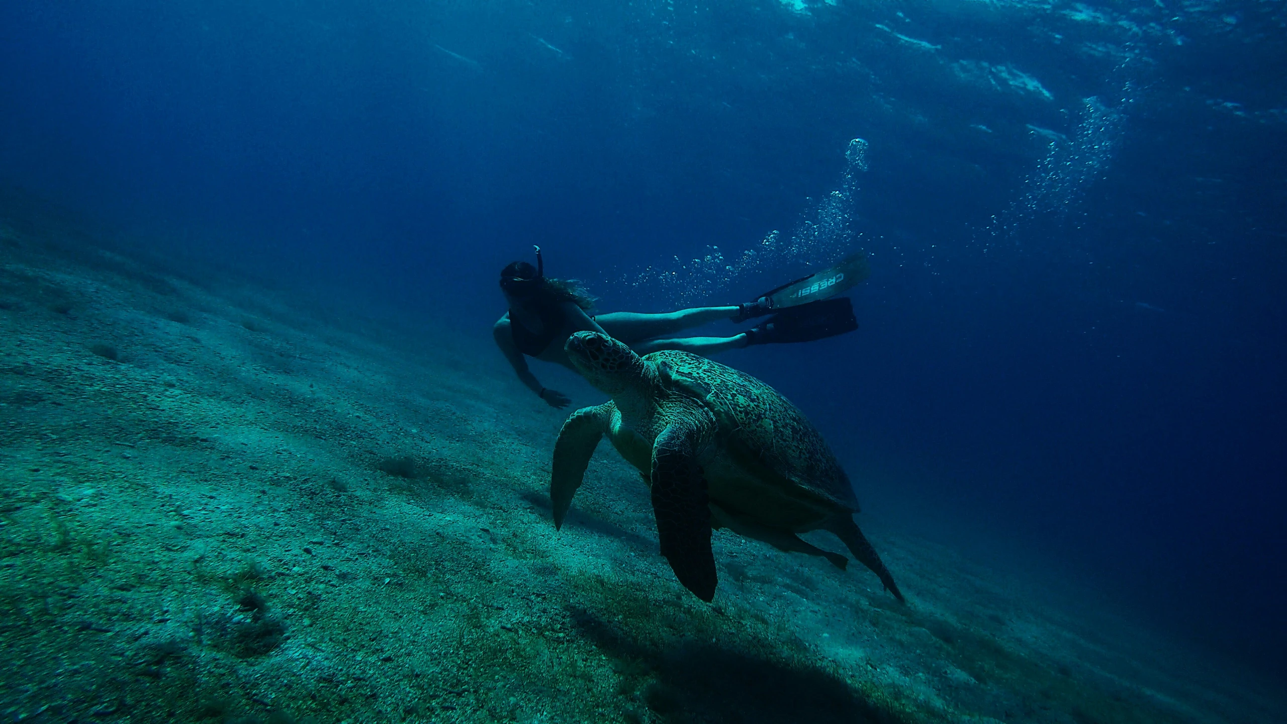 a diver swimming in the ocean with a sea turtle