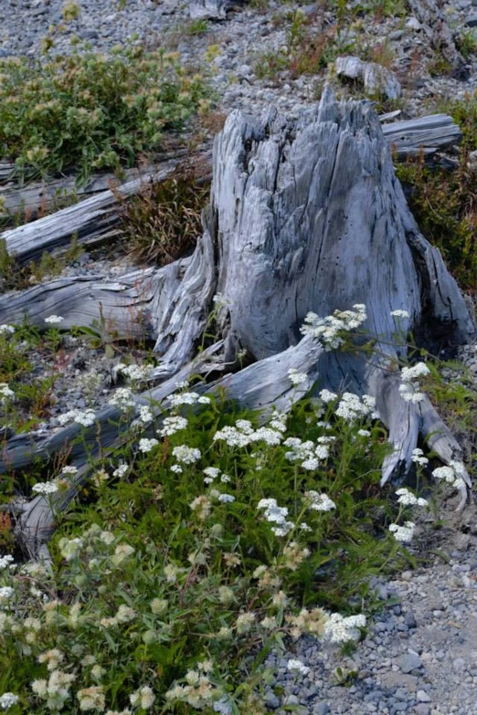 an area with a tree stump and some white flowers