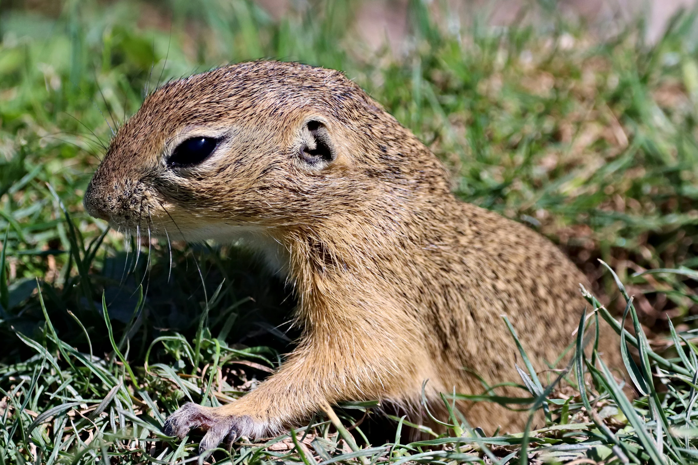 a furry animal on some grass with grass