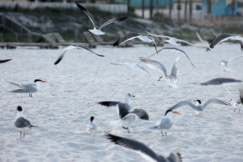several birds in a group in the sand