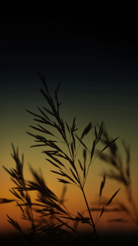 some very long dry grass outside with the sky in the background