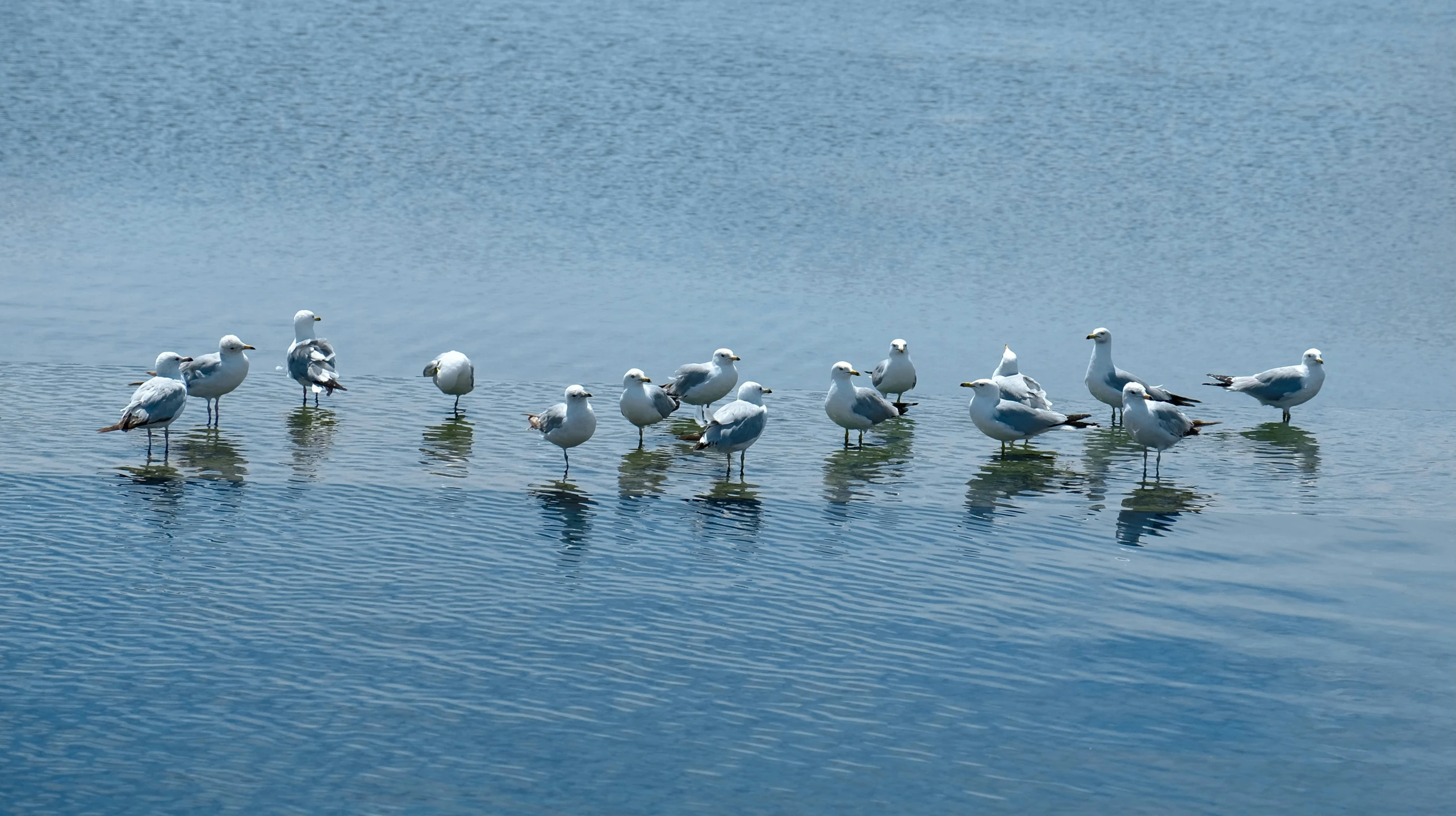 a flock of seagulls wading in the water