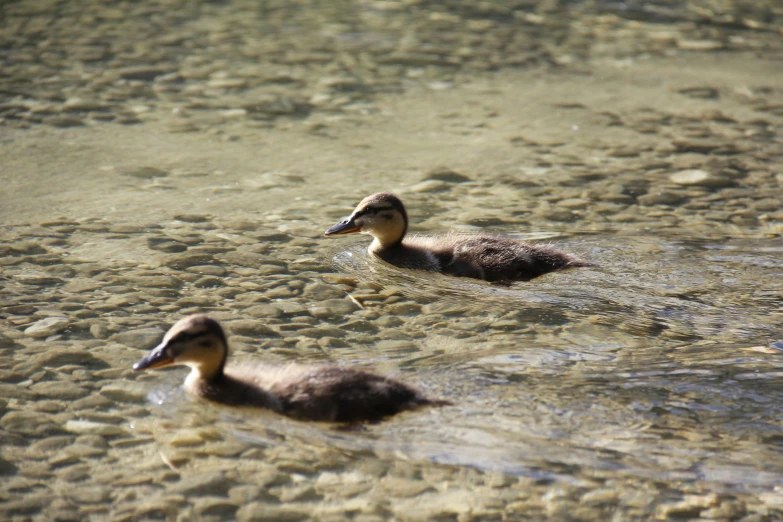 three ducks swimming in shallow water near one another