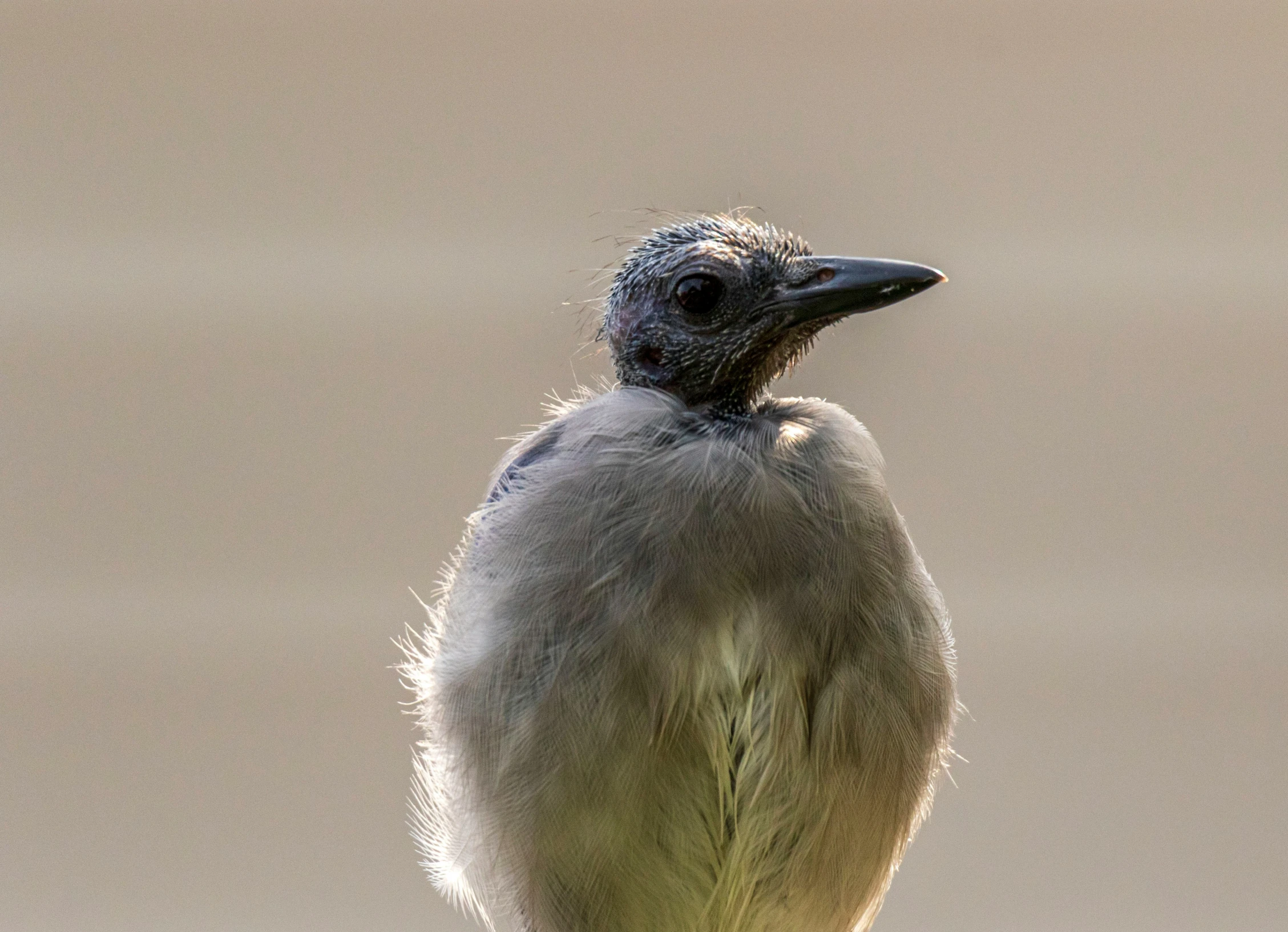 a bird perched on top of a dead leaf