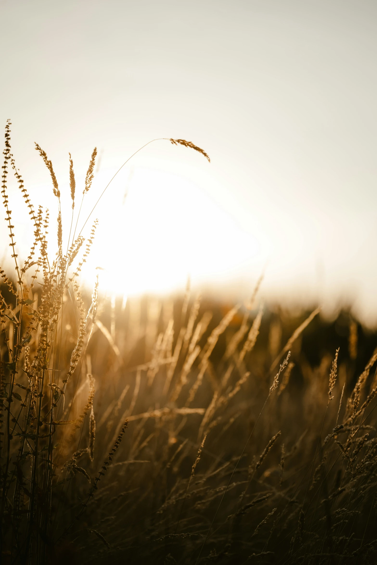 the sun is shining through a field of tall grass