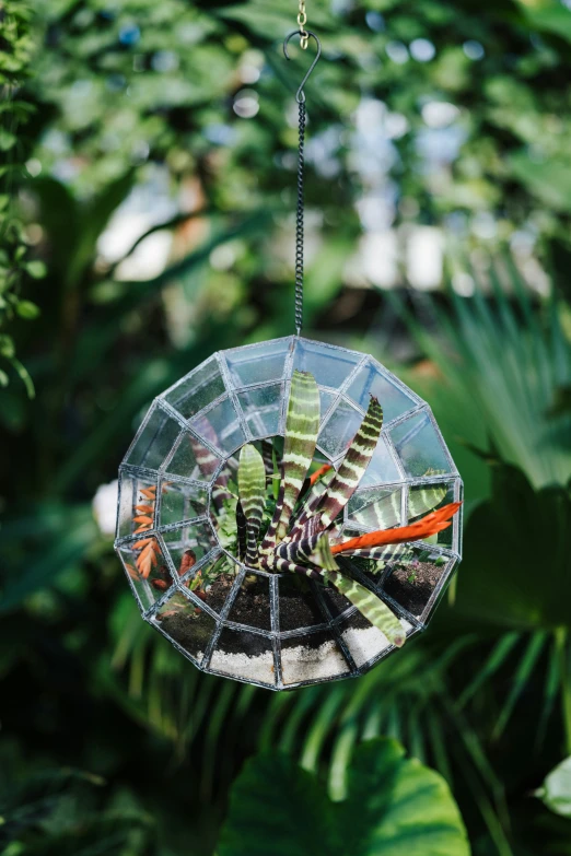 a hanging glass ball filled with plants inside of the forest