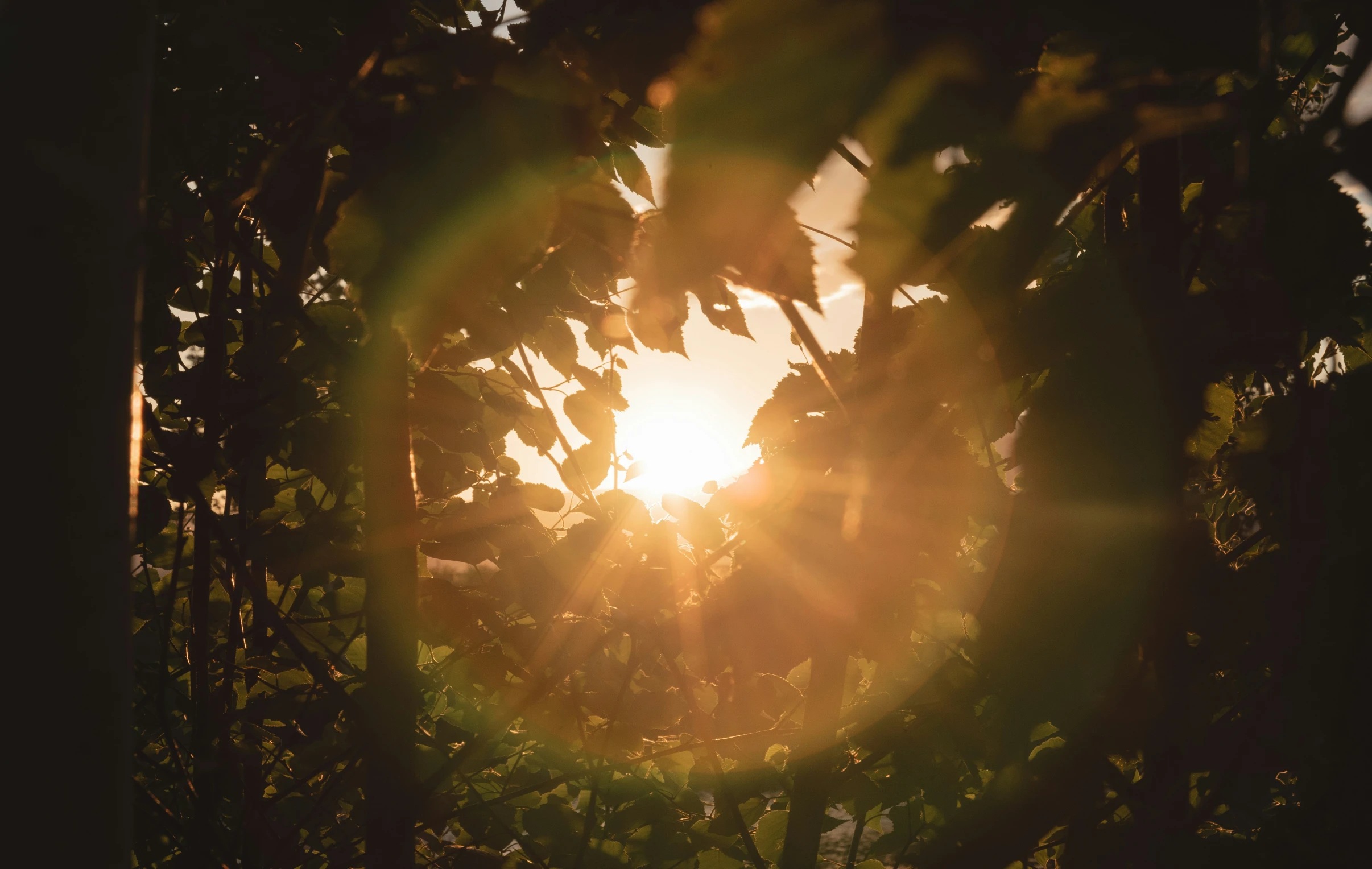 the sun is behind green leaves in a wooded area