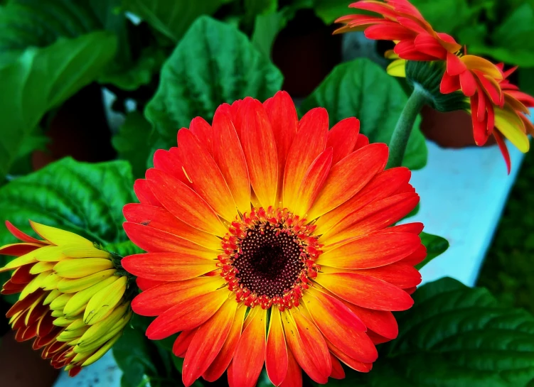 three flowers in small plant pots on a plant