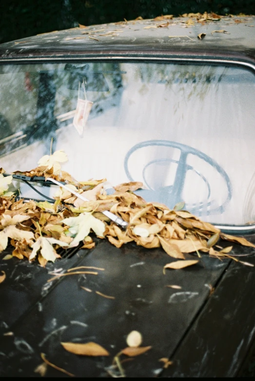 the hood of an old automobile with leaves covering it