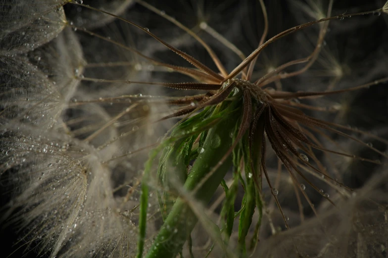 a close up picture of a dandelion with water droplets