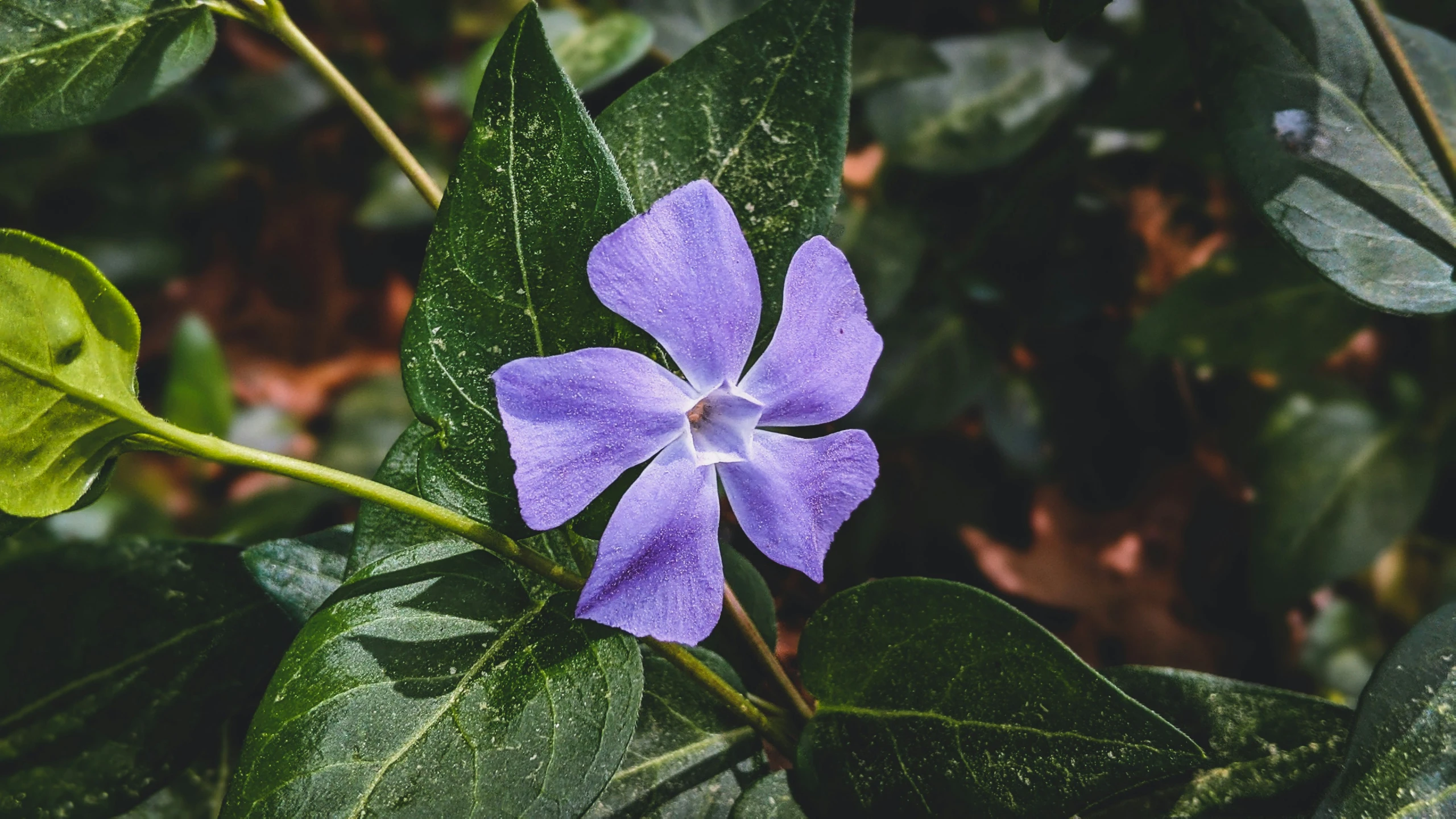 a purple flower with green leaves in the background