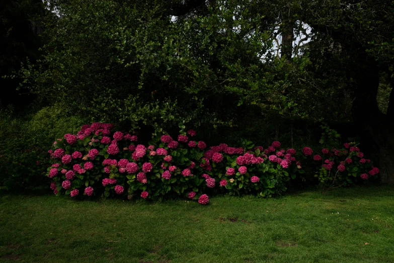 a bush full of flowers in front of a tree