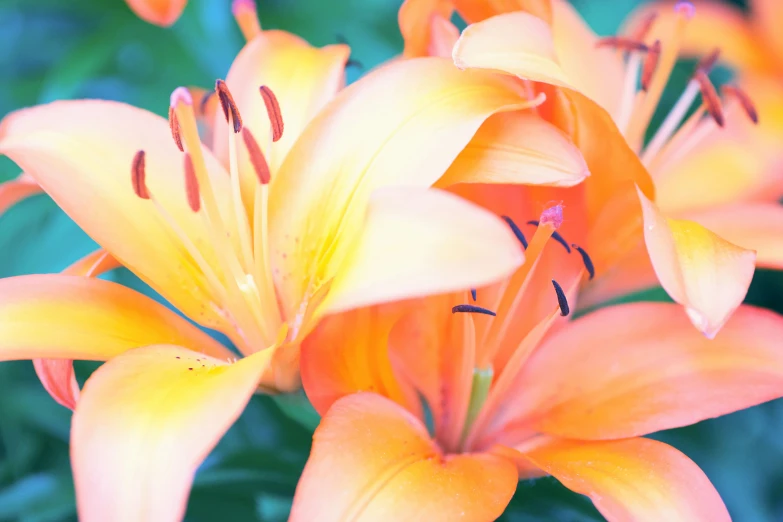 many orange flowers bloom in an area