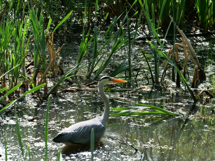 a bird stands in a shallow body of water