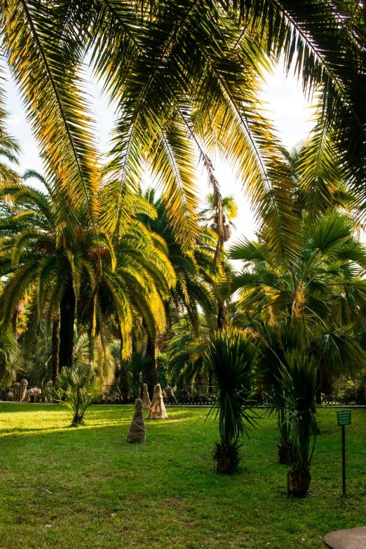 the park bench is surrounded by palm trees